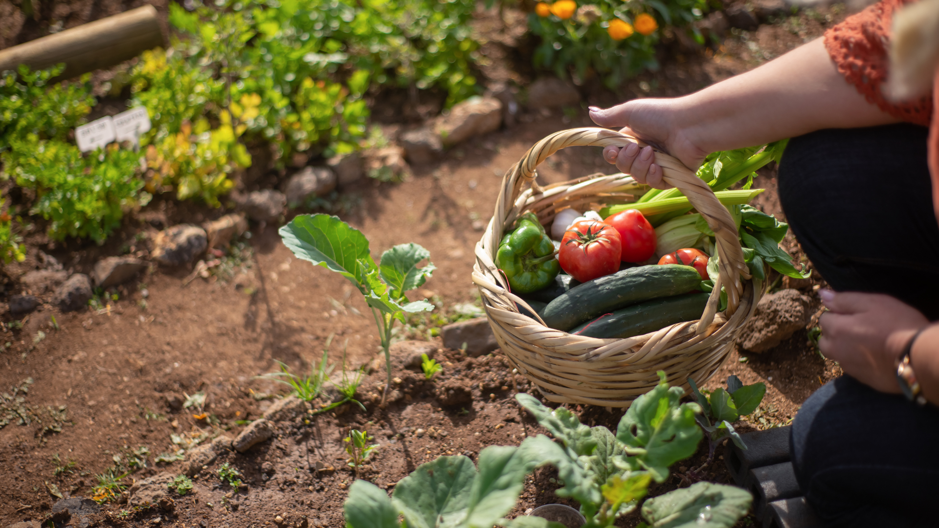 Jak uprawiać warzywa? Przewodnik dla początkujących
