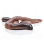 Rosówka kanadyjska 50 szt.