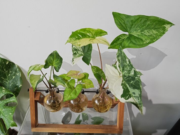 Syngonium