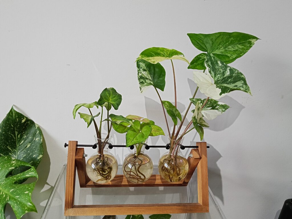 syngonium