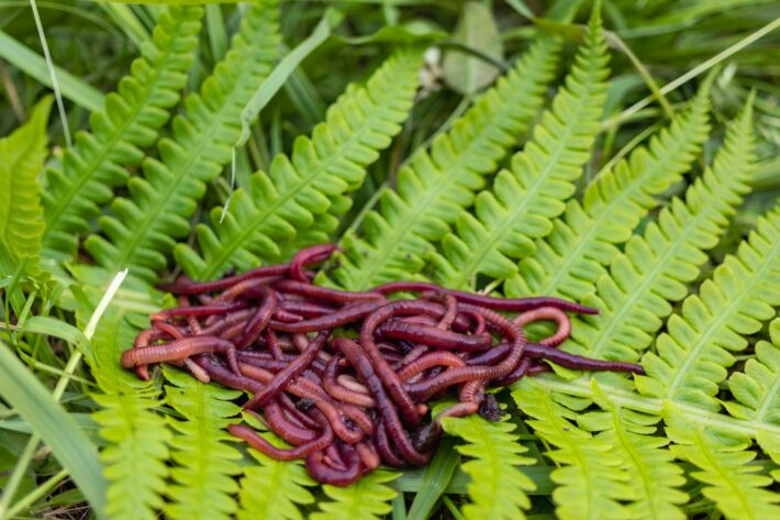 Dendrobena