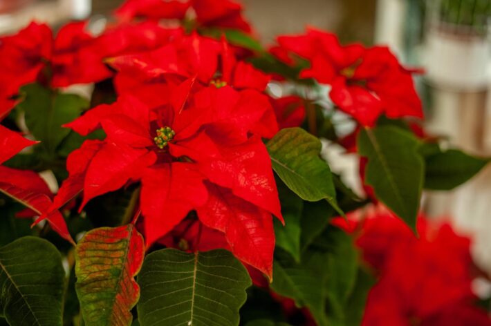 Gwiazdka betlejemska o intensywnie czerwonych liściach – świąteczna roślina doniczkowa dekorująca wnętrze domu zimą.