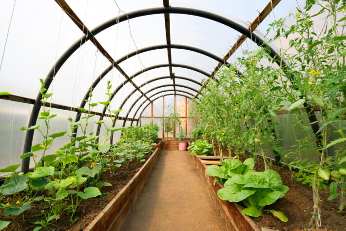 Wnętrze domowej szklarni z warzywami i roślinami uprawnymi – przykład całorocznej uprawy oraz prawidłowej pielęgnacji szklarni ogrodowej.