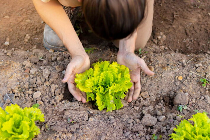 Sadzenie sałaty w gruncie – młoda rozsada sałaty umieszczana w glebie, podstawowy etap uprawy sałaty przez cały rok.