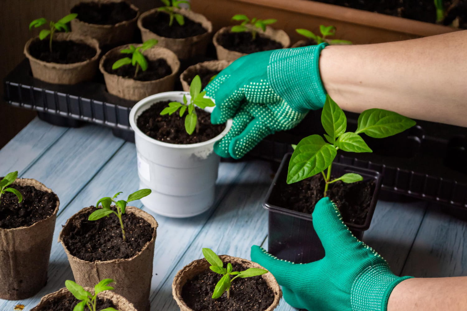 Sadzenie roślin wiosną - przesadzanie młodych sadzonek do doniczek i rozsadników
