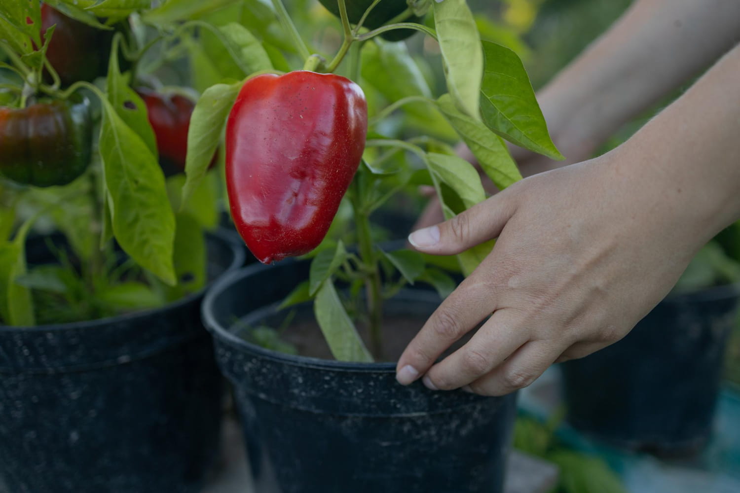 Papryka na krzaku w trakcie wzrostu